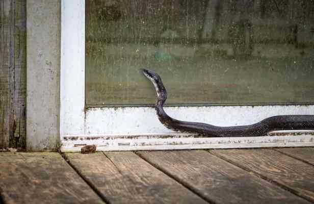 Securing the Perimeter: How to Snake-Proof Your Home If You Live in a High-Risk&nbsp;Area
